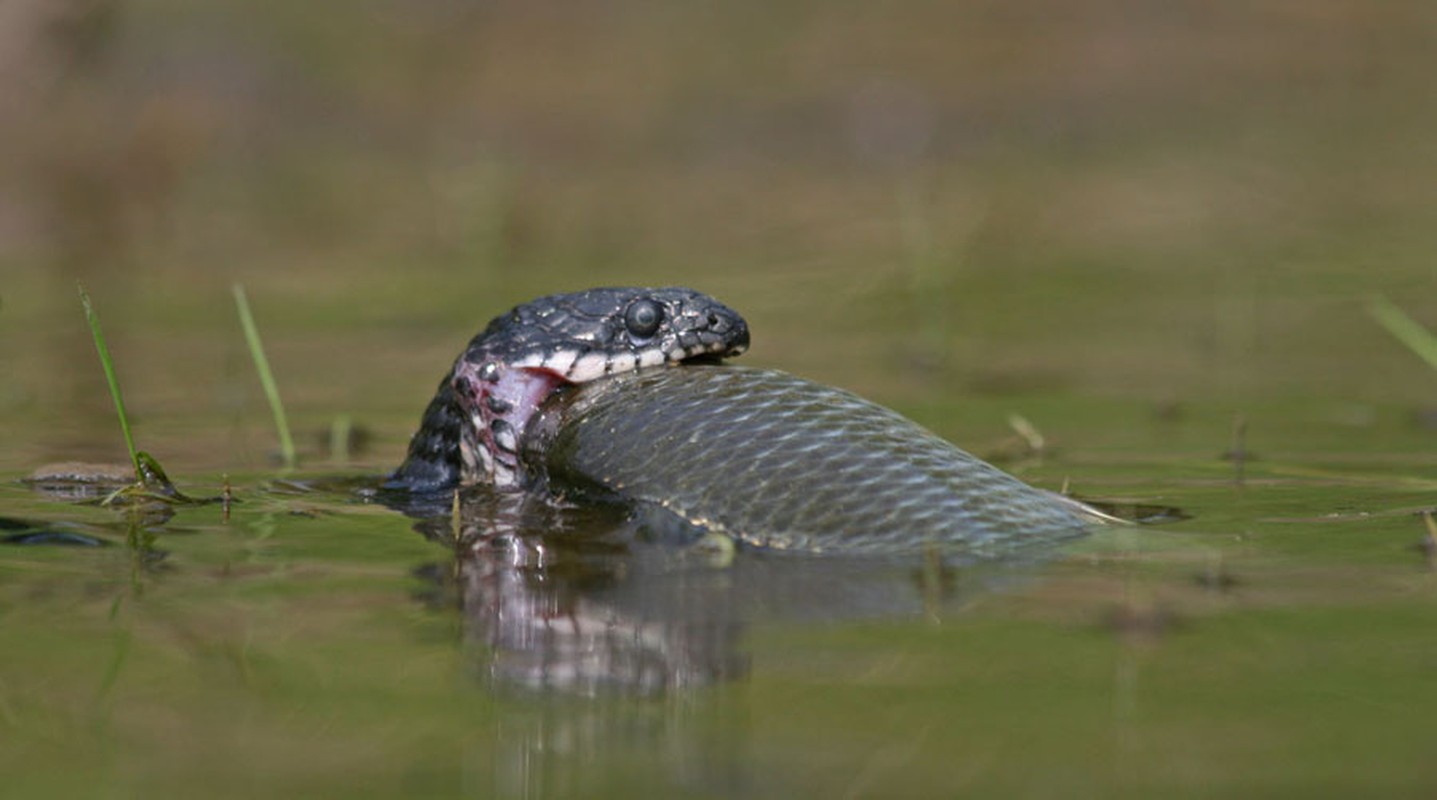 водяной уж в черном море